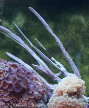 2010-01-10 Aquarium-7.jpg