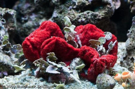 2010-01-10 Aquarium-13.jpg
