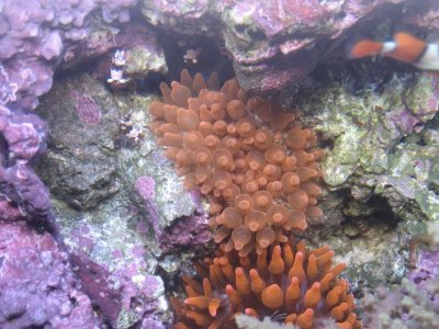 20091125bubbletips2 0011.jpg