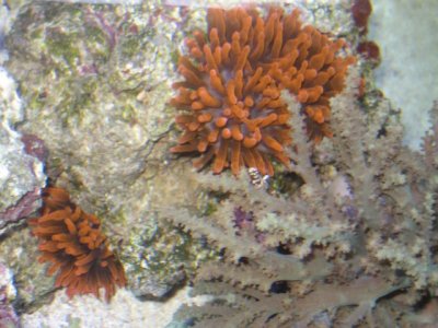 two anemonenow 0041.jpg