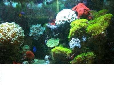 fish tank 6.jpg