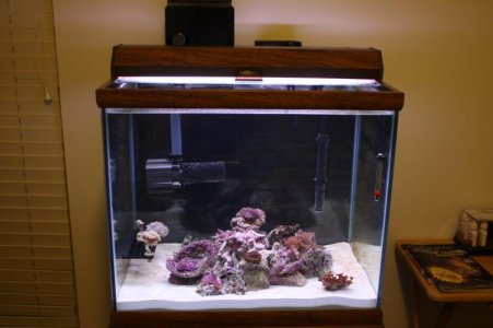 Fish tank 036.jpg