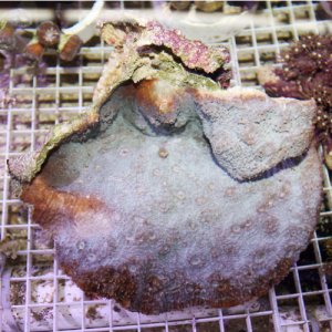 oxypora coral.jpg