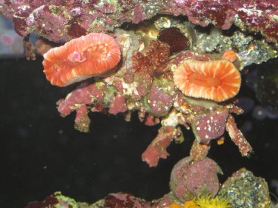reeftank 009.jpg