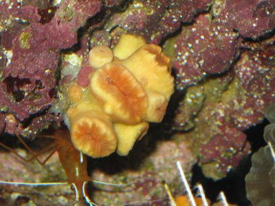 reeftank 007.jpg