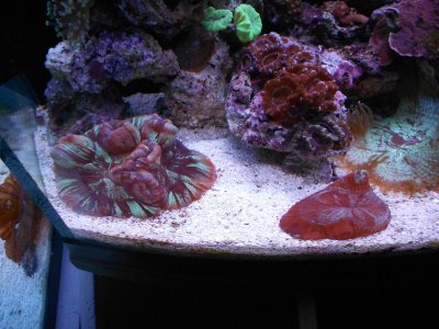 red brain 014.jpg