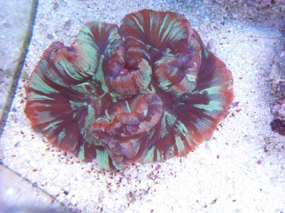 red brain 008.jpg
