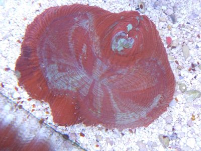 red brain 011.jpg