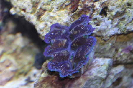 Clam 1.jpg