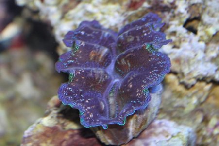 Clam 2.jpg