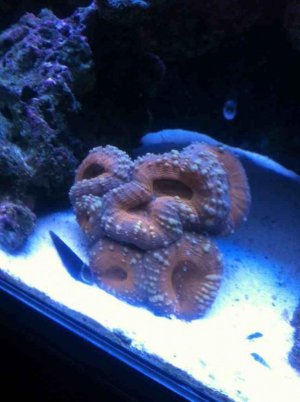 ImageUploadedByTapatalk1357021820.127949.jpg
