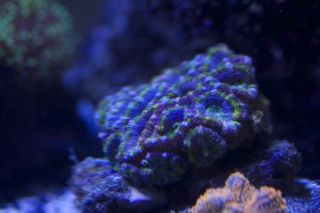Acan 2 colony.jpg