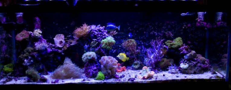 2013 aquariumsmall.jpg 2013 aquariumsmall.jpg