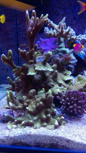 spongodes.jpg