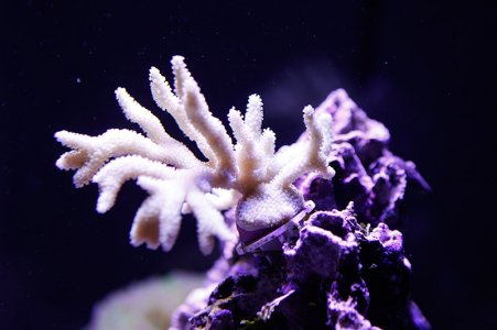 montipora2.jpg