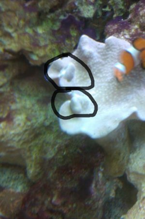 IMAG0106 spots.jpg