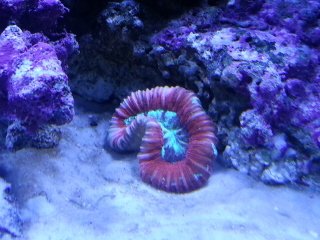 braincoralresized.jpg