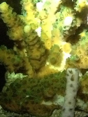 green acro.jpg