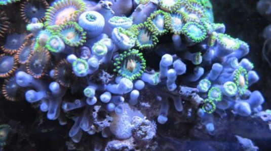 Zoas_4.jpg