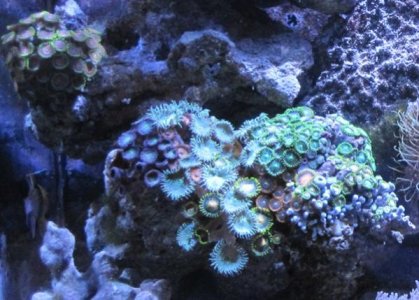 Zoas_2.jpg