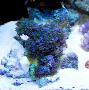 frogspawn initial.jpg