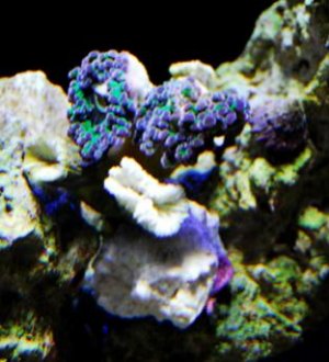 frogspawn frag.jpg