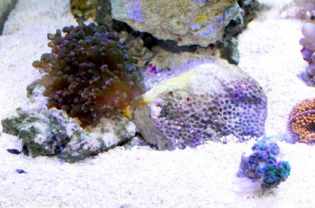 frogspawn and frag.jpg