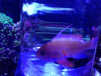 Male anthias.jpg