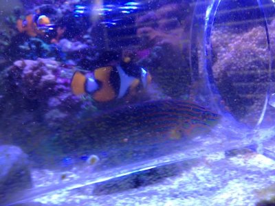 Melanurus wrasse.jpg