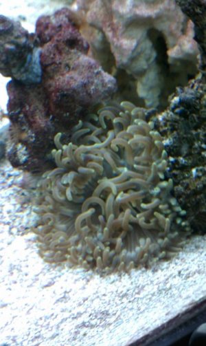 anemone100MEDIA_IMAG0080.jpg anemone100MEDIA_IMAG0080.jpg