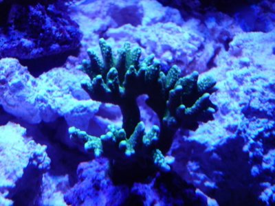 tank 056 (750 x 563).jpg