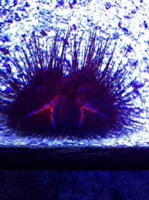 Urchin 2.jpg