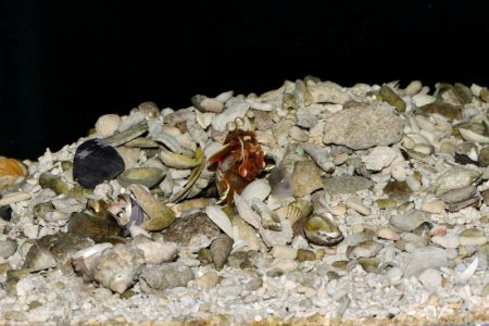 O japonicus male burrow construction 2 5 2013 small.jpg