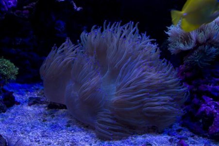 elegance.jpg elegance.jpg