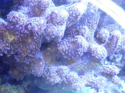 ORA BIRD OF PARADISE.jpg