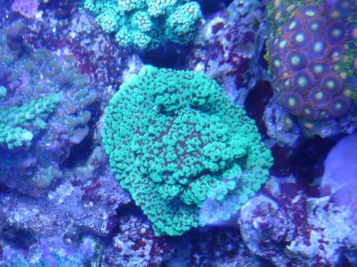 CHILI PEPPER MONTI.jpg