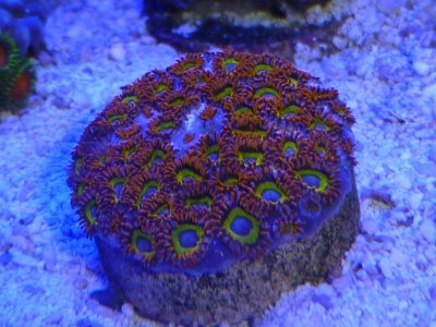 BLONDIES (BEBB) ZOAS.jpg