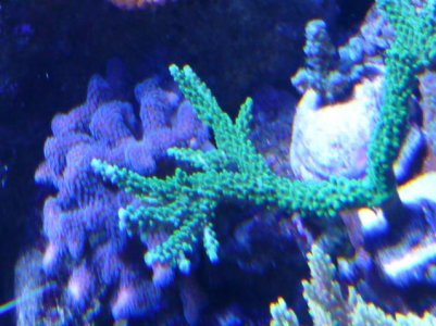 GOW LIME in the SKY Acro.jpg