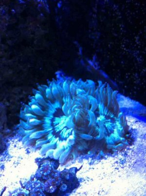 ImageUploadedByTapatalk1358123864.140094.jpg