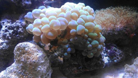 Bubble coral.jpg