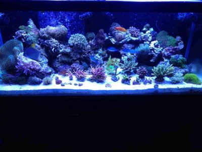 ImageUploadedByTapatalk1360560578.565540.jpg