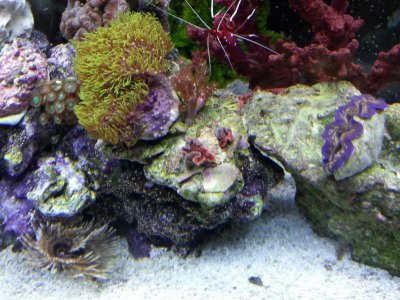 shriveled (1024x768).jpg