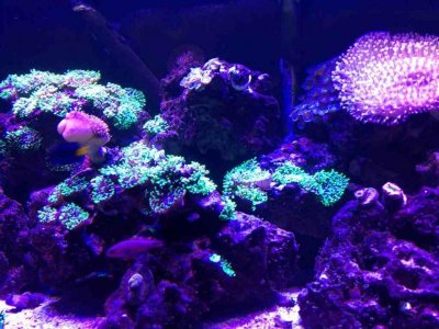 ImageUploadedByTapatalk1358471481.565461.jpg ImageUploadedByTapatalk1358471481.565461.jpg