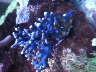 New Coral.jpg