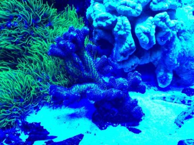 Bird of Paradise Frag.jpg