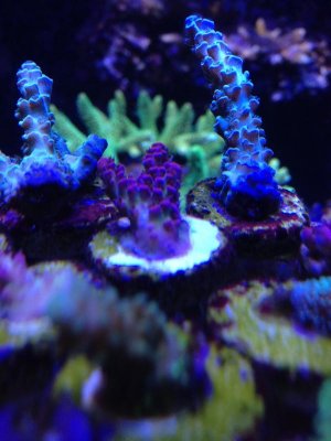 Red Planet and Joe the Coral frags.jpg