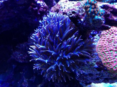 Purple Birdsnest Colony.jpg