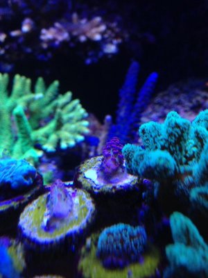 Red Planet Frags.jpg