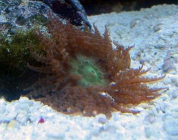 bornerman anemone.jpg