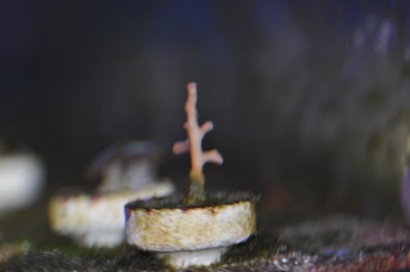 pinkdragontales (1).jpg